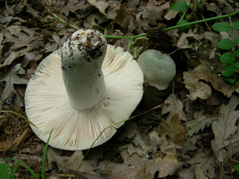 2)Fotografati il12.06.2012. sotto Quercia (bosco asciutto)